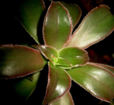 was so ein bisl Sonne doch ausmacht....jpg