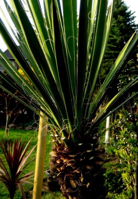 Yucca-carnerosana.jpg