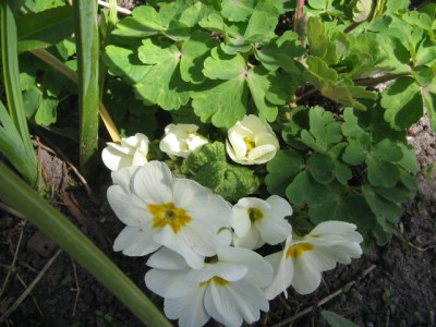 April 2013 04 025.JPG