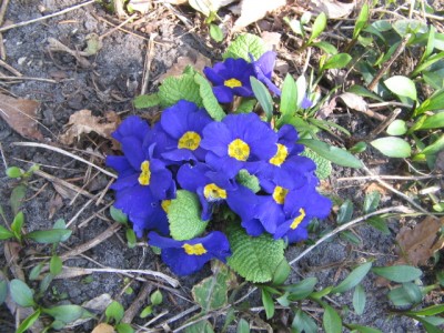 April 2013 04 015.JPG