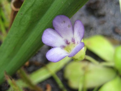 Pinguicula.JPG