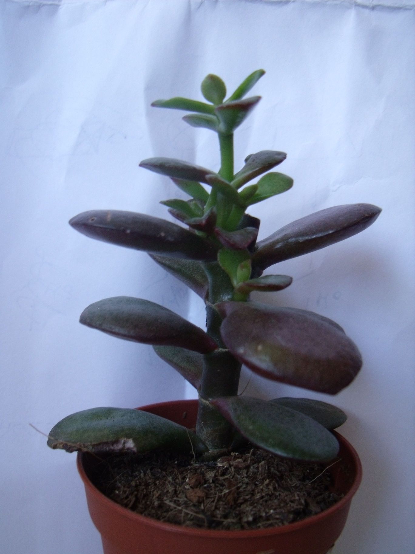 Pflanze mit gummiartigen Blttern - Crassula ovata  Pflanzenbestimmung &  Pflanzensuche  GREEN24 Pflanzen & Garten Forum