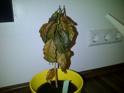 Coffea Arabica 2.jpg