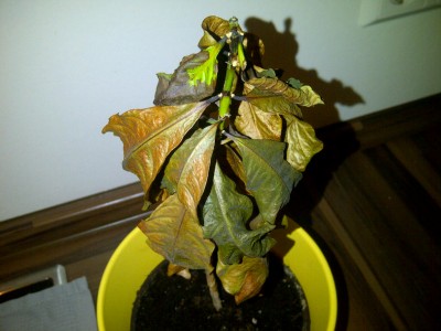 Coffea Arabica 1.jpg