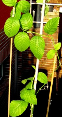 steht jetzt draußen,mal schauen was das Wetter so vor hat....jpg