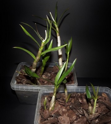 Dendrobium Berry abgetrennte Kindel.jpg