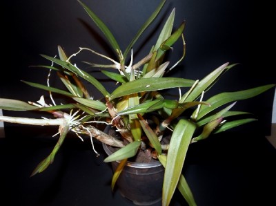 Dendrobium Berry.jpg