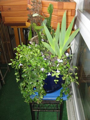 Iris barbata-elatior ‚Schiaparelli‘_130423_02.JPG