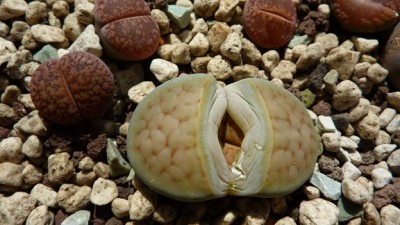 006.JPG