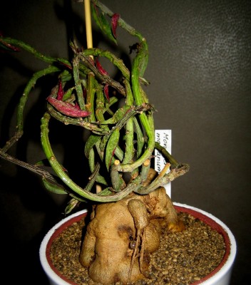 Monadenium-montanum v. rubellum.jpg