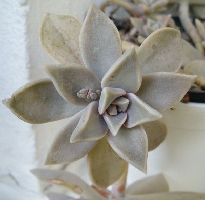 Graptopetalum.JPG
