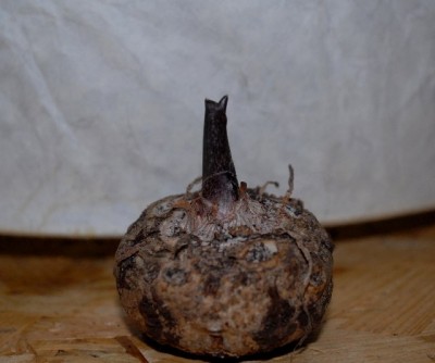 Stinker2013 002yy.jpg