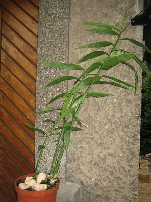 ingwer.jpg