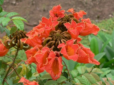 Spathodea campanulata IV.jpg