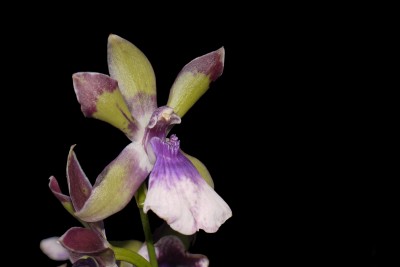Zygopetalum Hybride Zygonisia 1.JPG