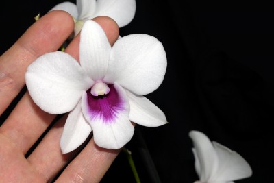 Dendrobium Sa-nook 2.JPG