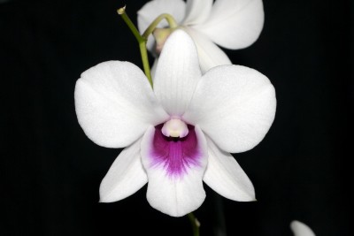 Dendrobium Sa-nook 1.JPG