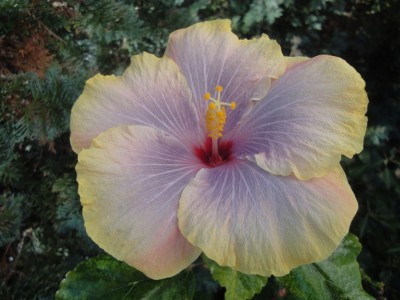 DSC05574 Tahitian Taui x Tigerama 1000px.jpg