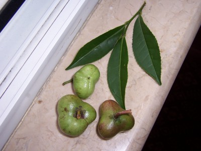 2007.08.30-076.JPG