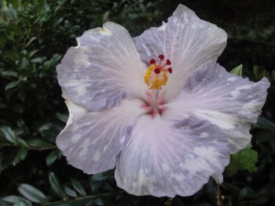 DSC05605 Snow on the Mountain 1000px.jpg