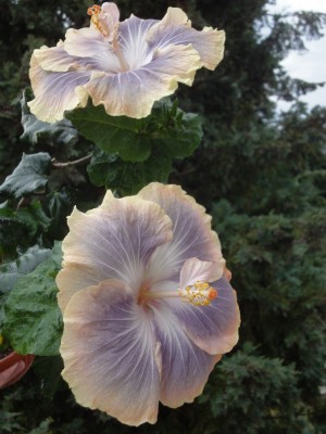 DSC05560 Silver Memories Duo.jpg