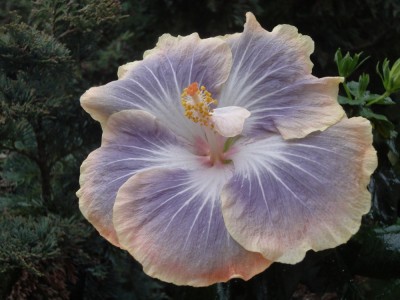 DSC05557 Silver Memories.jpg