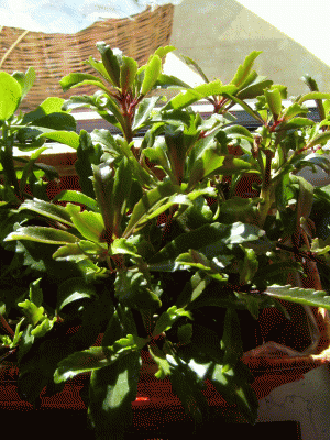 S7003520a.GIF