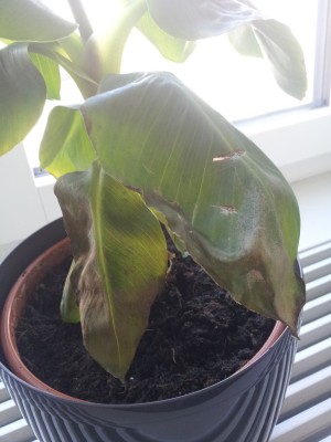 Banane1.jpg