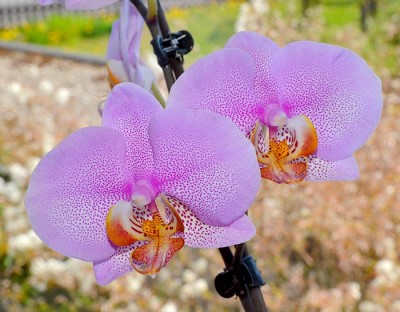 Phal kl 2.jpg