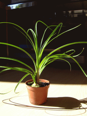 S7003509a.GIF