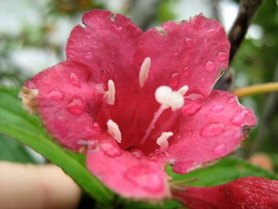 Glockenstrauch -  Weigele Bristol Ruby.JPG