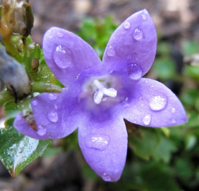 Dalmatinische Glockenblume - Campanula portenschlagiana.JPG