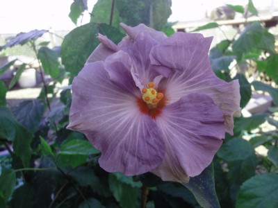 DSC05622 Tahitian Lavender Frolic 1000px.jpg