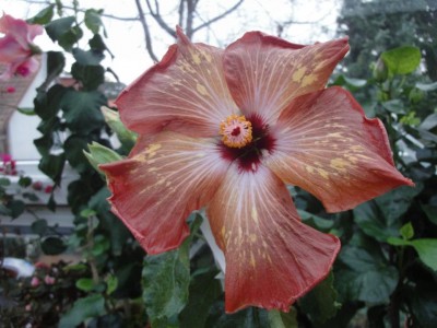 Mattiacis Cappuccino 2012.jpg