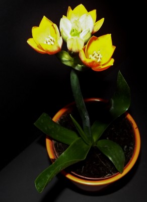 Milchstern Ornithogalum dubium.jpg