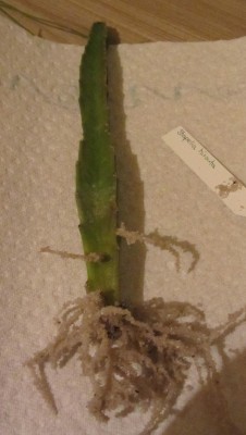 StapeliaHirsuta2_.JPG