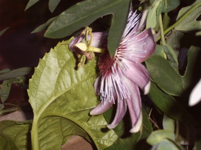 IMG00038.JPG
