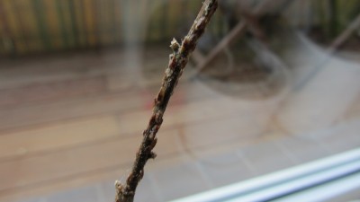 IMG_8926.JPG