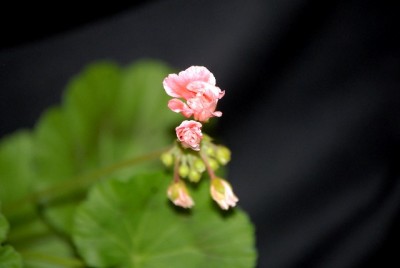 Pellis2013 026yy.jpg