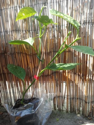 2013-04-26 12.53.28.jpg