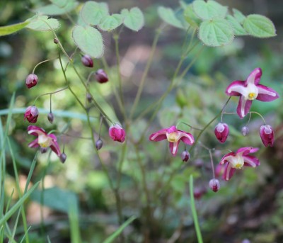 Epimedium x rubrum Rote Elfenblume.jpg