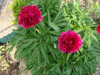 Meine Bilder 517a.jpg