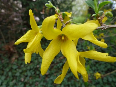 13-04-25-forsythie.JPG