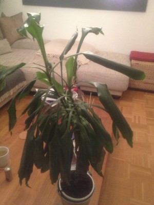 blume.jpg