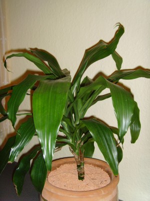 Dracaena.JPG