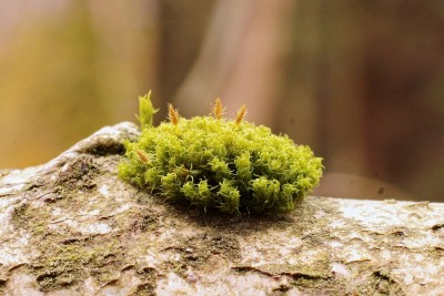 Ulota crispa agg. (1).jpg