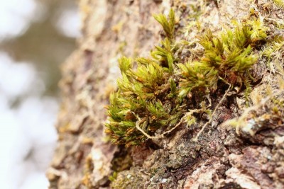 Orthotrichum affine (1).jpg
