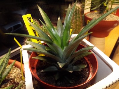 Ananas 26.04.2013.jpg