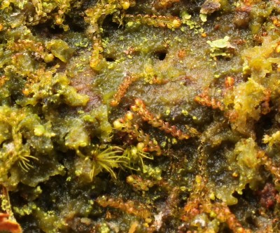 Nowellia curvifolia neu (1a).jpg