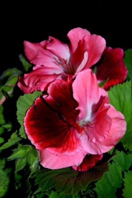 Pellis2013 037yy.jpg
